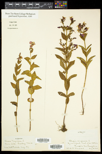 Rhexia virginica image