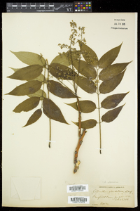 Ailanthus altissima image