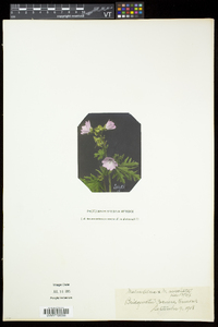 Malva alcea image