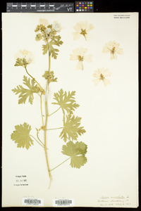 Malva moschata image