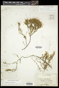 Hudsonia ericoides image