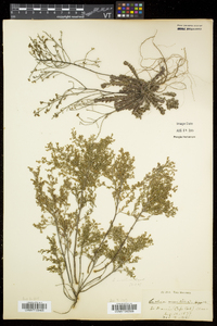 Lechea maritima var. maritima image