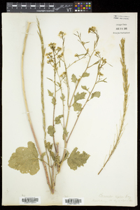 Brassica nigra image