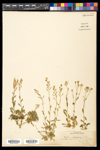 Draba arabisans image