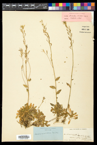 Draba arabisans image