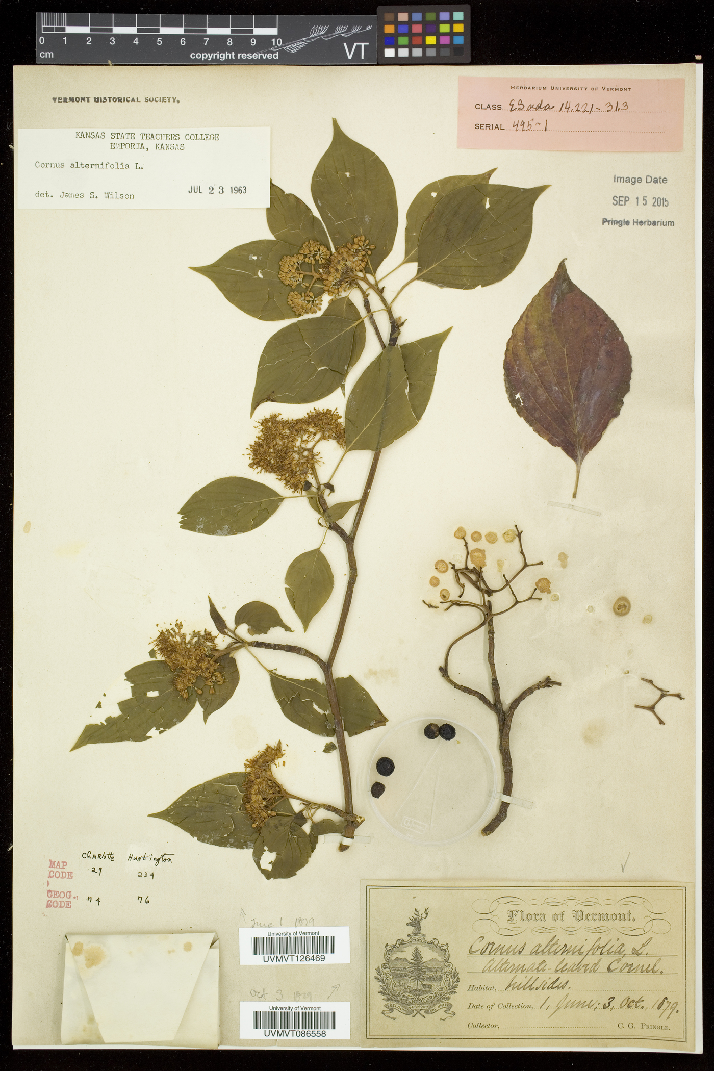 Swida alternifolia image