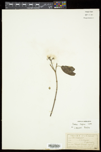 Cornus rugosa image