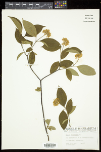 Cornus sericea subsp. sericea image