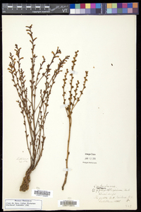 Epifagus virginiana image