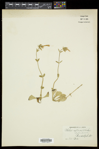 Phlox stolonifera image