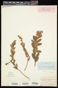 Chamaedaphne calyculata image