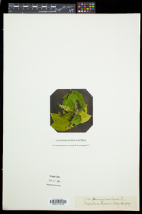 Acer pensylvanicum image