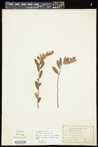 Chamaedaphne calyculata image