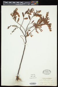 Chamaedaphne calyculata image