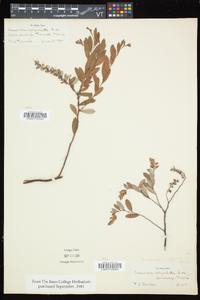 Chamaedaphne calyculata image