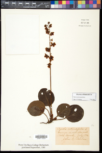 Pyrola americana image