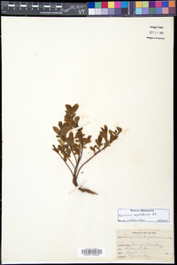 Vaccinium angustifolium image