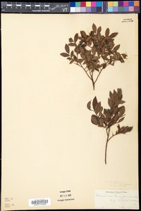 Vaccinium angustifolium image