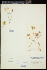 Sabatia dodecandra image