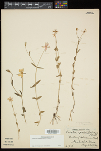 Sabatia campanulata image