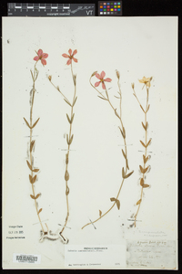 Sabatia campanulata image