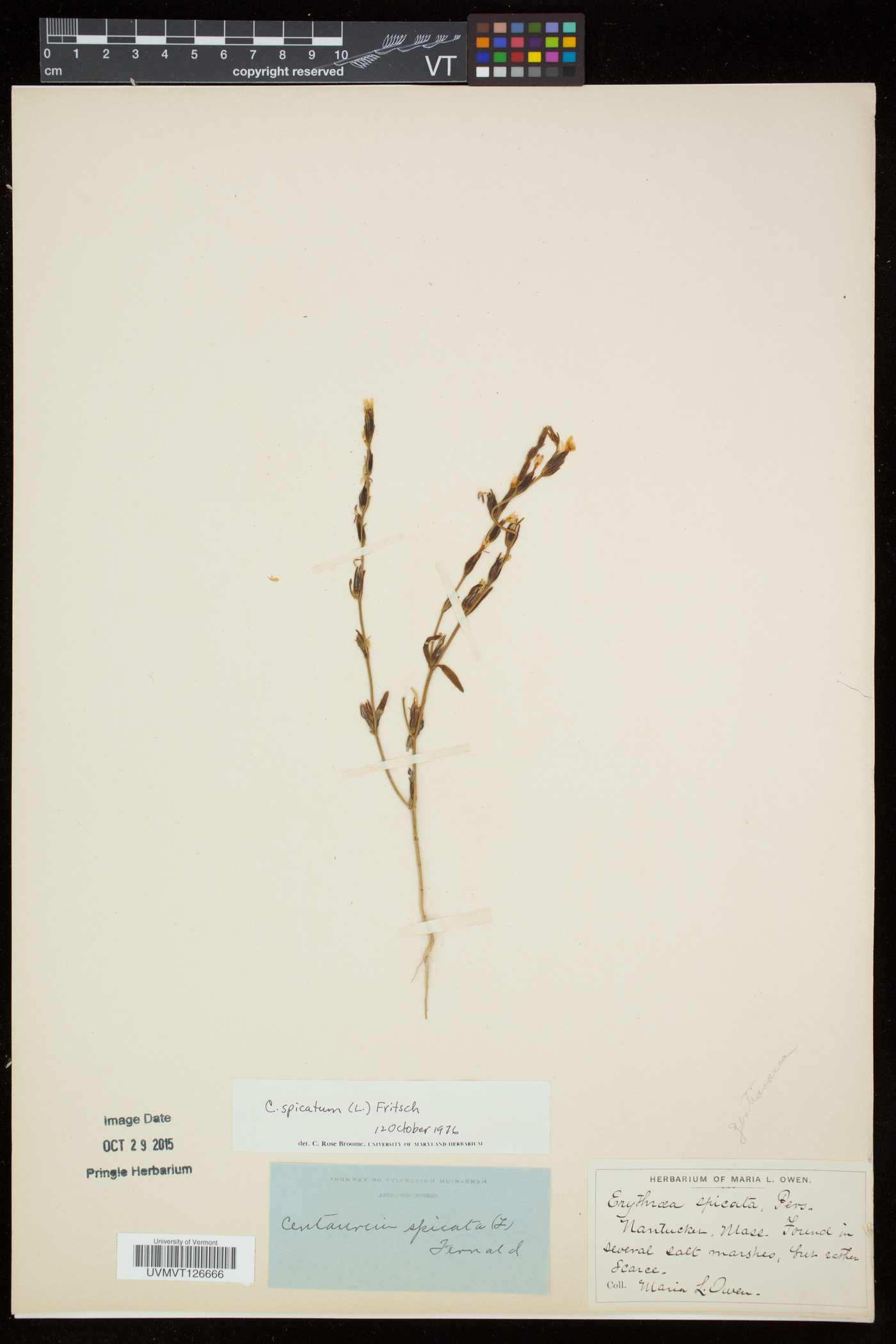 Schenkia spicata image