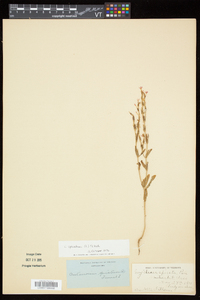 Schenkia spicata image