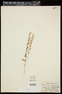 Schenkia spicata image