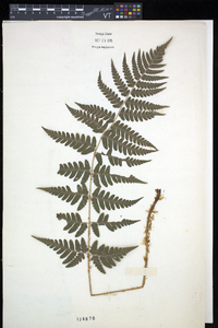 Dryopteris slossoniae image