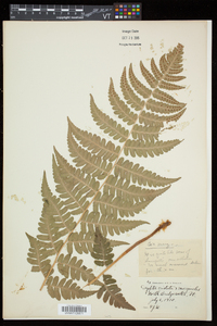 Dryopteris x slossoniae image