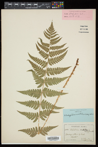 Dryopteris x slossoniae image