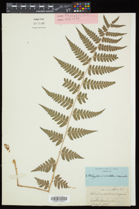 Dryopteris x slossoniae image