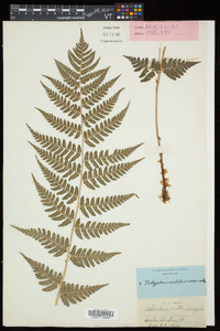 Dryopteris x slossoniae image