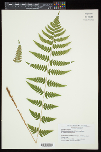 Dryopteris x slossoniae image