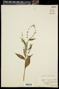 Hackelia virginiana image