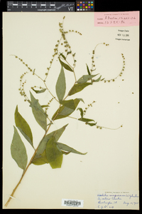 Hackelia virginiana image