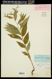 Hackelia virginiana image