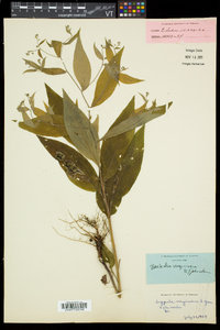 Hackelia virginiana image