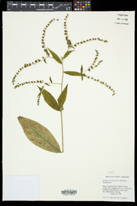 Hackelia virginiana image