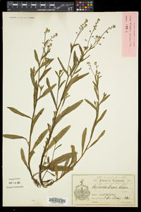 Myosotis laxa image