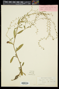 Myosotis laxa image