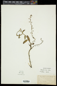 Myosotis laxa image