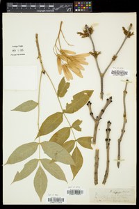 Fraxinus nigra image