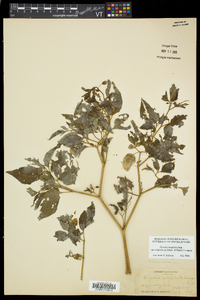 Physalis longifolia image