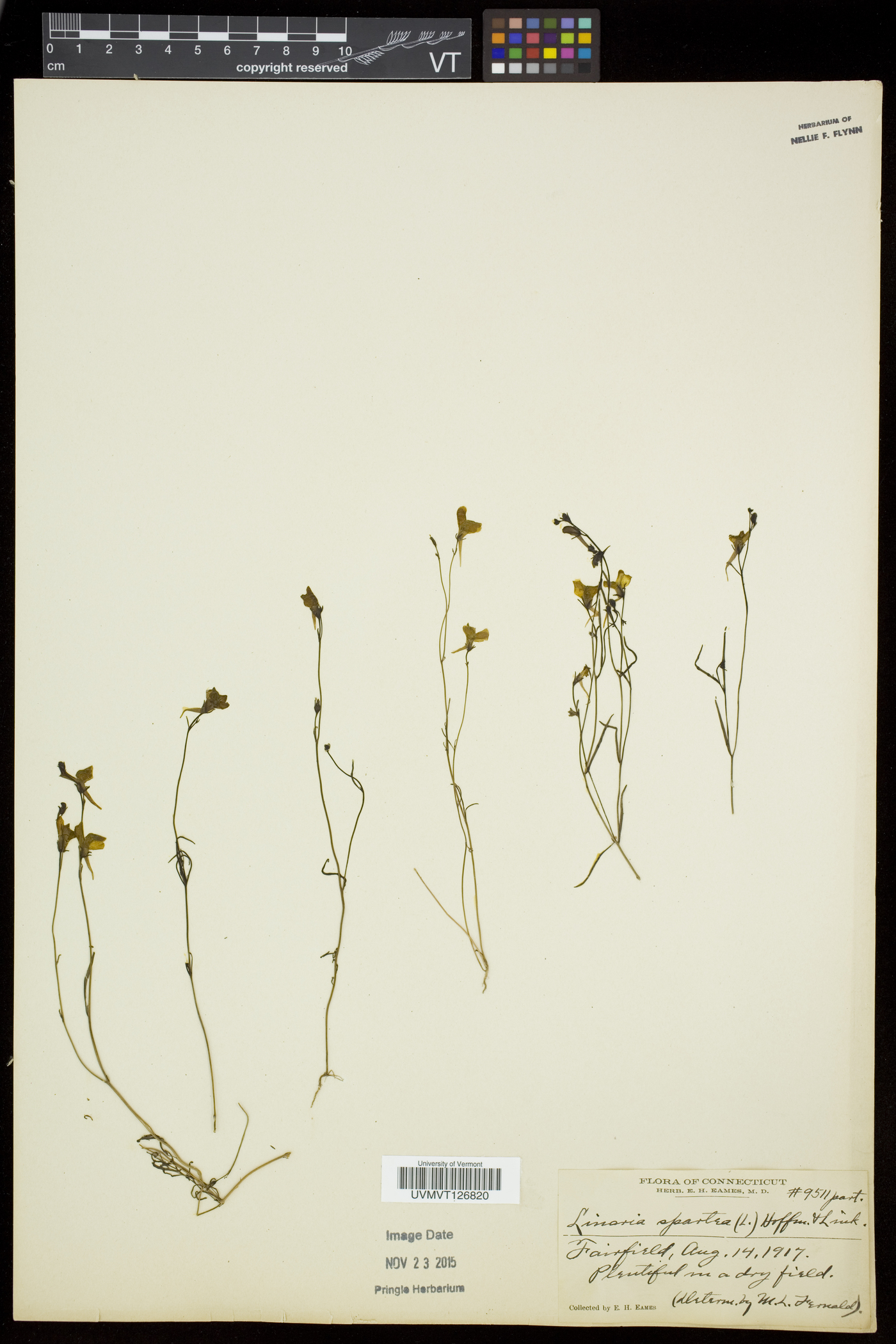 Linaria spartea image