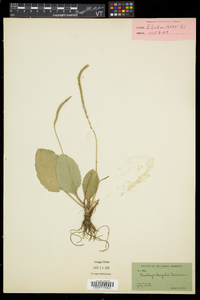 Plantago rugelii image