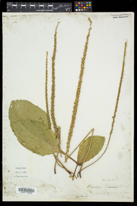 Plantago rugelii image