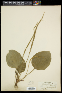 Plantago rugelii image