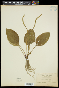 Plantago rugelii image