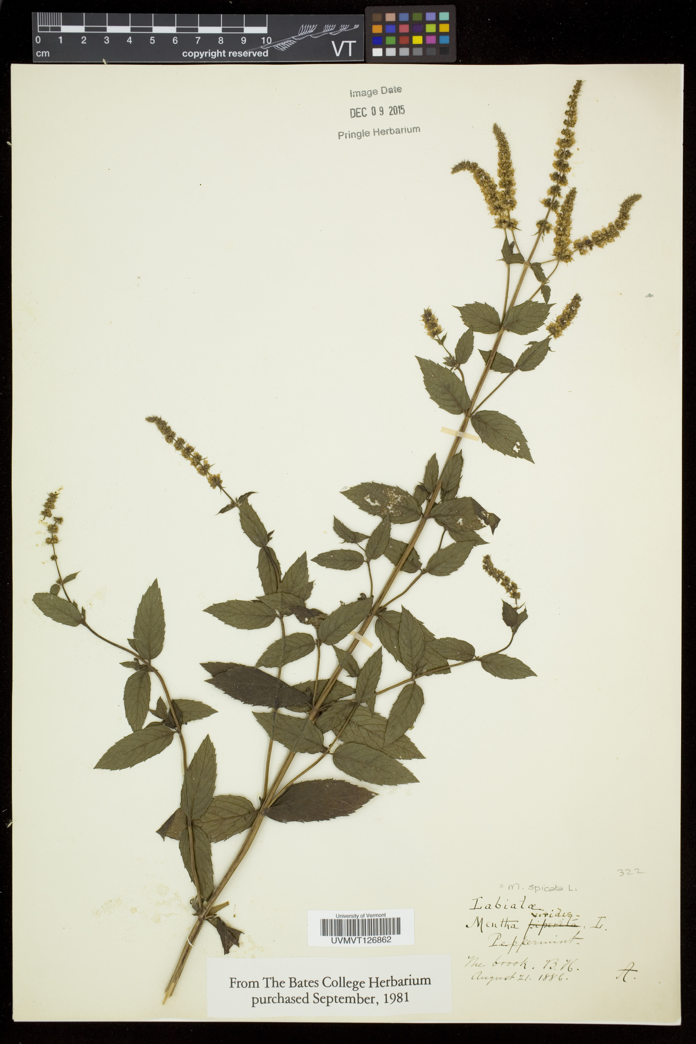 Mentha spicata subsp. spicata image